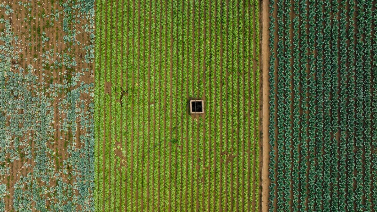 Aerial view of cultivated fields in parallel rows