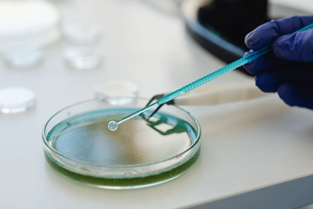 Gloved laboratory sampling with a pipette and Petri dish